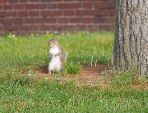 squirrel1