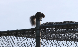 squirrel